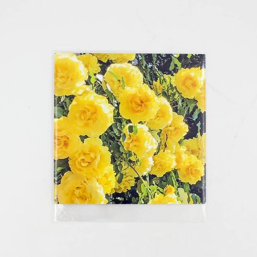 yellow roses 엽서 From.1266